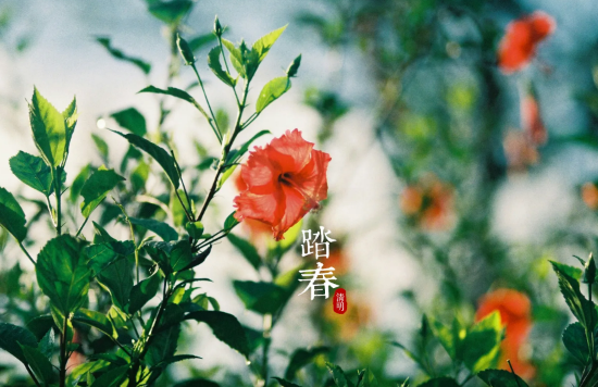 2022清明节和复活节是同一天吗