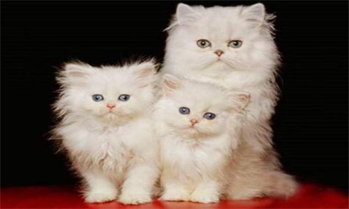 长毛银渐层和金吉拉区别