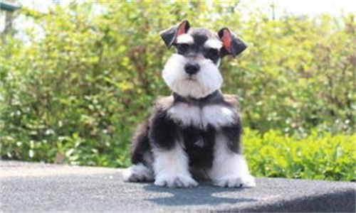 雪纳瑞寿命是多少年