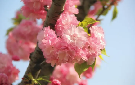 2022年清明节武汉还有樱花吗
