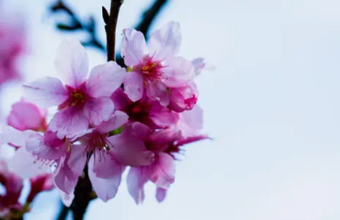2022年清明节武汉还有樱花吗