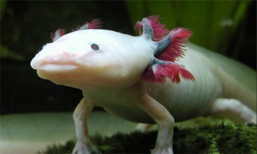 蝾螈不吃东西怎么办