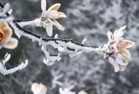 今年倒春寒为什么这么强2022最新