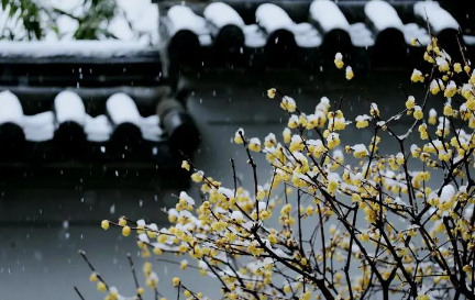 今年倒春寒为什么这么强2022最新