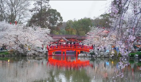 2022武汉东湖夜樱需要预约吗