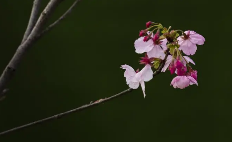 2022东湖樱花园可以现场买门票吗