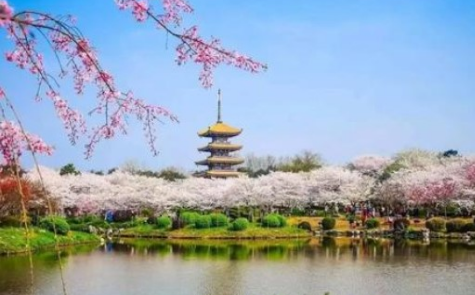 武汉东湖樱园要不要门票