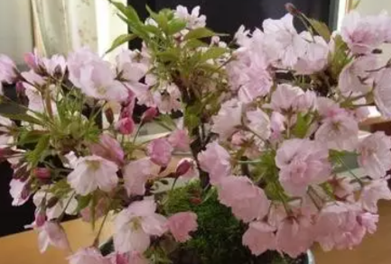 看樱花上午去还是下午去好