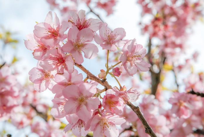 2022去看樱花怎么发朋友圈最新