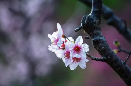 2022去看樱花怎么发朋友圈最新