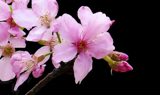 2022去看樱花怎么发朋友圈最新