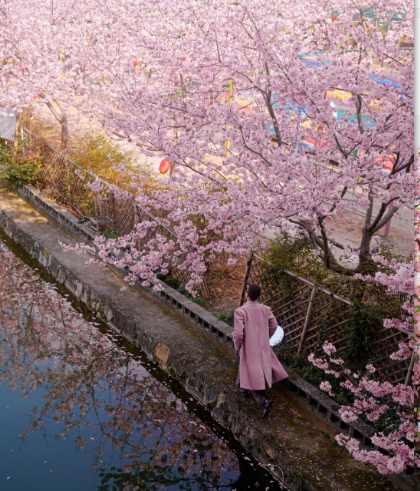 2022看樱花不露脸怎么拍照