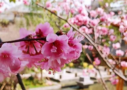 2022看樱花不露脸怎么拍照