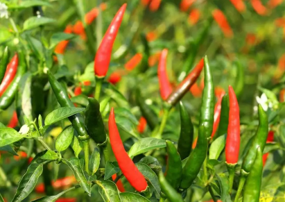 辣椒能不能养成老桩