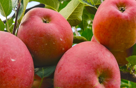 为什么长得丑的苹果好吃