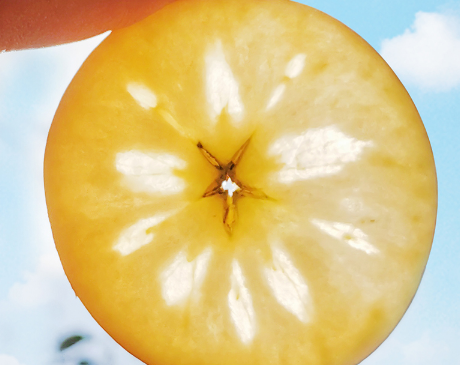 丑苹果就是野生苹果吗