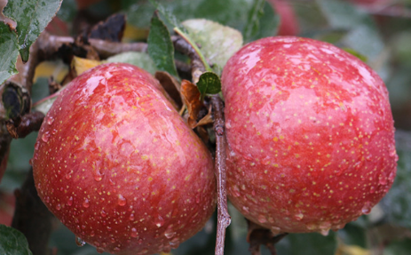 丑苹果就是野生苹果吗