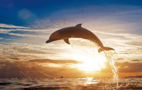 海豚为什么是海中流氓