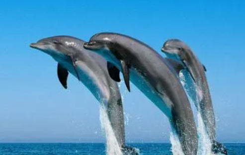 海豚为什么是海中流氓