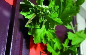 2022端午挂艾草挂一把行吗