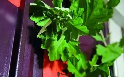 2022端午挂艾草挂一把行吗