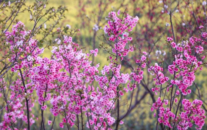 2022江夏区灵山生态文化旅游区开园了吗