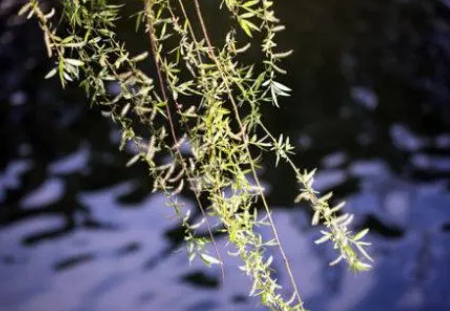 2022清明节门上什么时候插柳枝