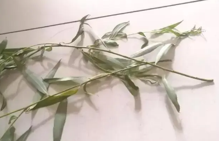 2022清明节门上什么时候插柳枝