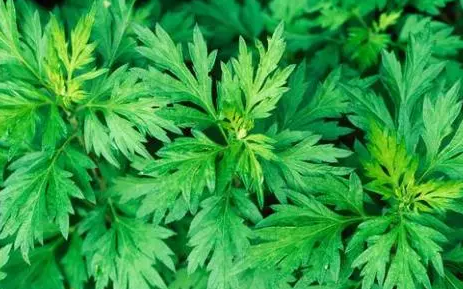2022端午节挂艾草是迷信吗