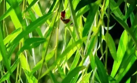 2022清明节插青的时间是在清明前还是在清明后