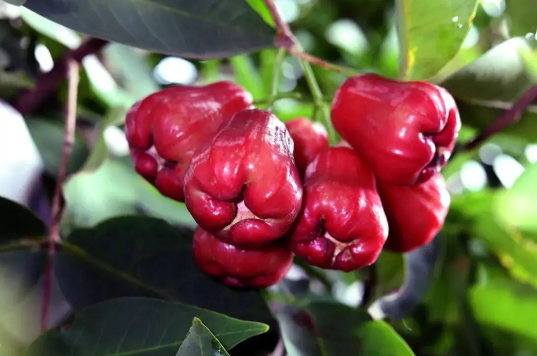 莲雾常温下可以放多久