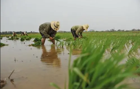 2022清明节当天插青好吗