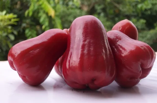 莲雾和车厘子哪个贵