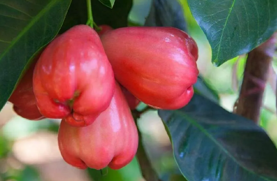 莲雾和车厘子能一起吃吗