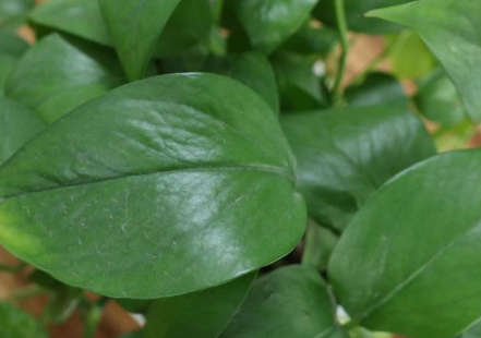 绿萝浇什么水长得快