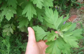 2022端午挂的艾草和菖蒲什么时候可以用来洗澡