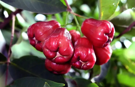 莲雾和芭乐是一种水果吗