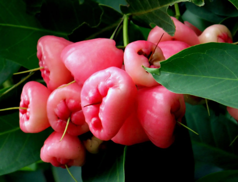 莲雾和人参果能一起吃吗