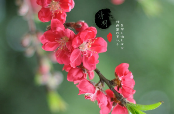 清明节上坟弟兄们可以分别上坟吗