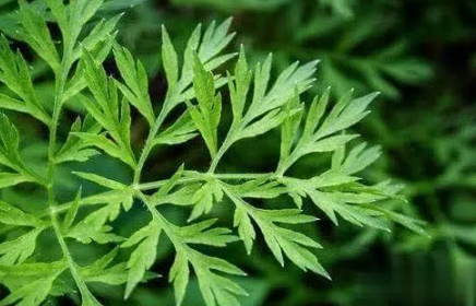 2022端午挂的艾草带不带根