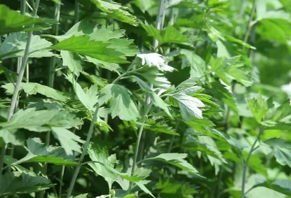 端午节挂艾草必须根部朝上吗