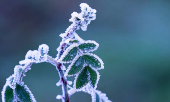2022年4月会不会有霜冻