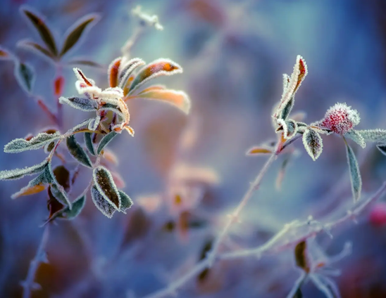 2022年4月会不会有霜冻