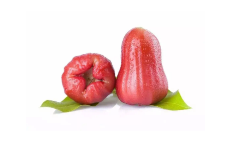 莲雾为什么叫棉花果