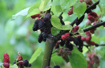 桑椹染色怎么清洗