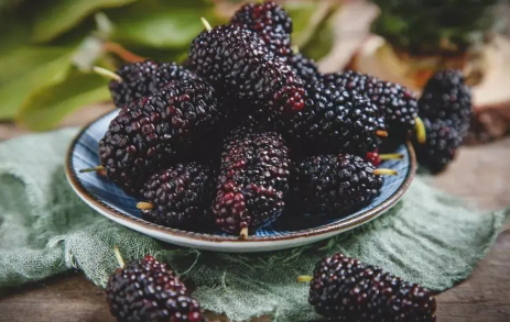 桑葚很酸是催熟的吗