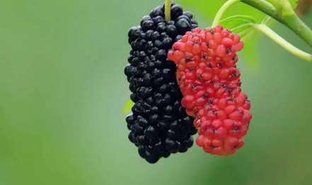 新鲜桑葚多少钱一斤