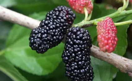 新买的桑葚能过夜吗