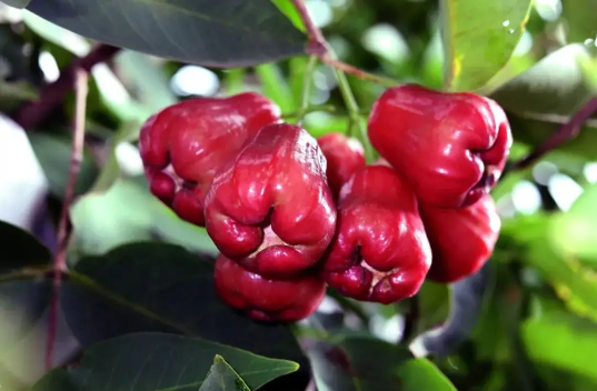 莲雾煮冰糖跟梨子煮冰糖哪种效果好一点