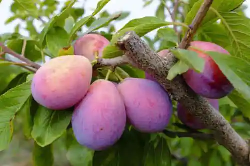 西梅通便是为什么